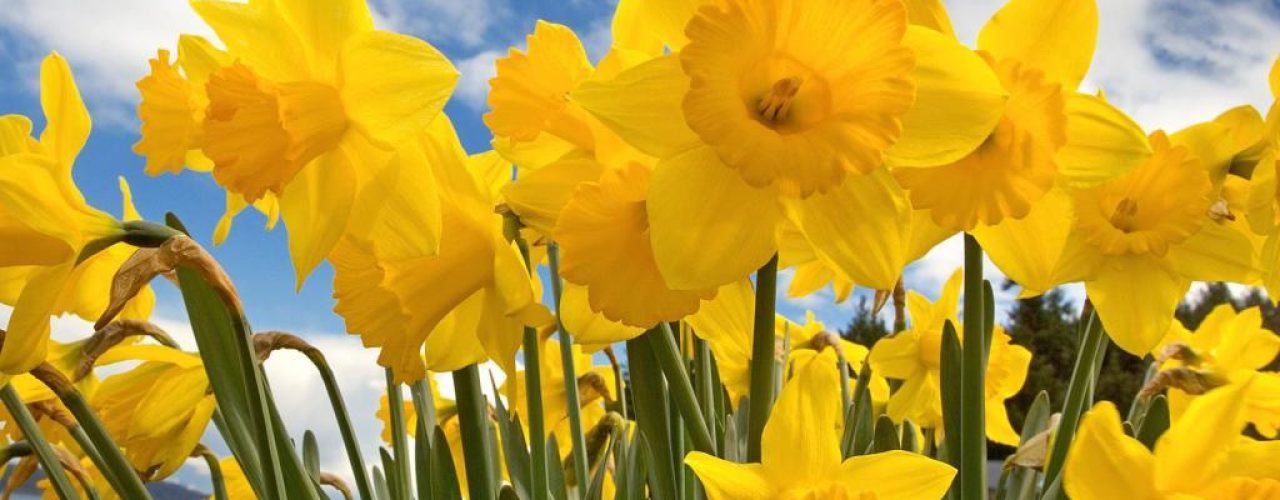 vmed2374796.jpg.crop_display